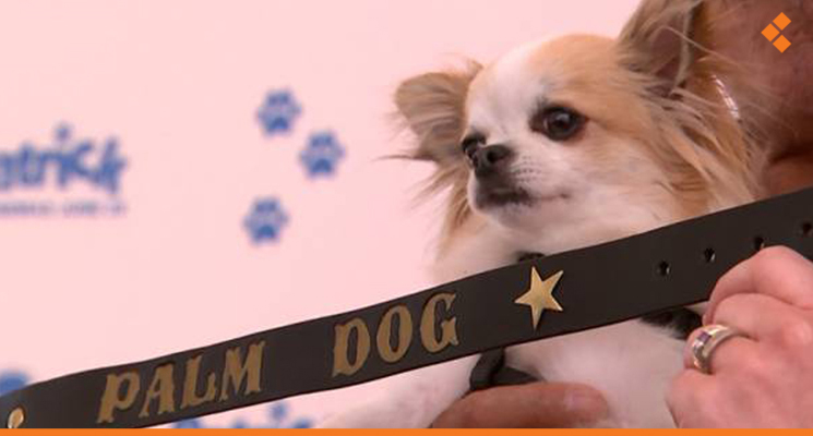 كلب من فصيلة "شيواوا" يفوز بجائزة كان