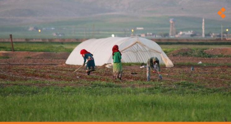 المنطقة الشرقية.. مشكلة أسعار الحبوب، فلاحون: زرعنا بالدولار ونحصد بالليرة