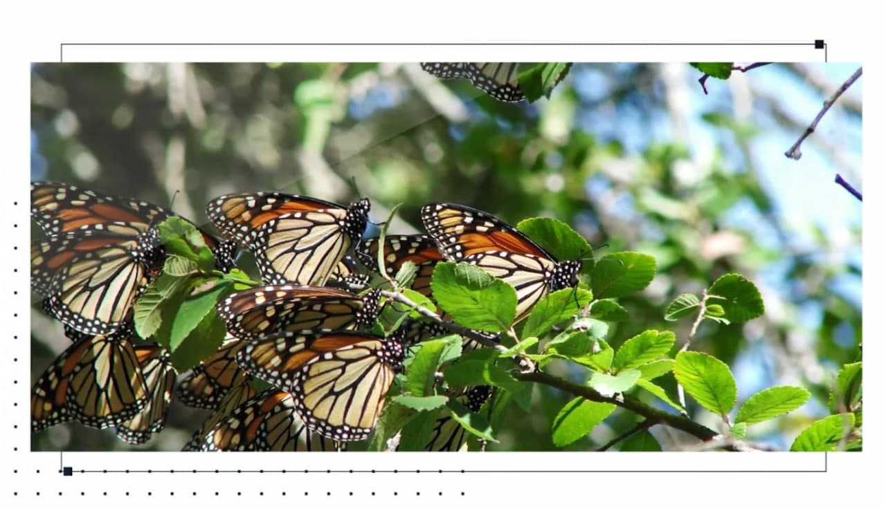 معلومة عالماشي من "أثر برس".. أخطر الحشرات