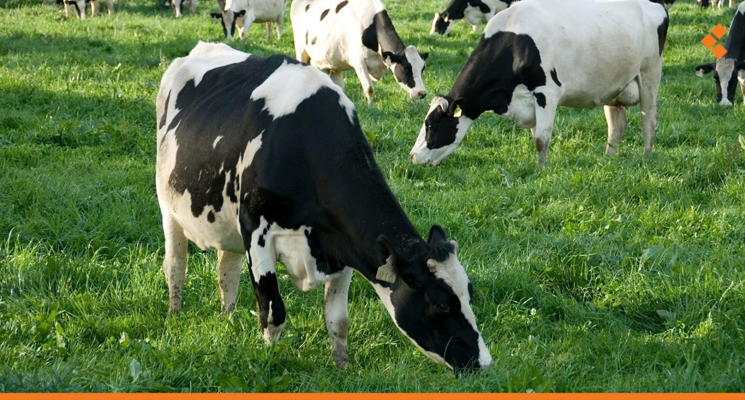 الأولوية لمن فقد مصدر رزقه.. البدء بتعويض المزارعين الذين نفقت أبقارهم