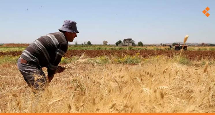 انخفض 75%.. "الفاو" توضّح أسباب انخفاض إنتاج الحبوب في سوريا