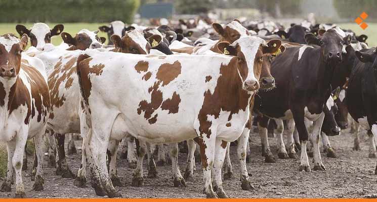 مع إنشاء صندوق التأمين على الماشية.. شروط الحصول على تعويض مادي جراء نفوق المواشي أو ذبحها اضطرارياً