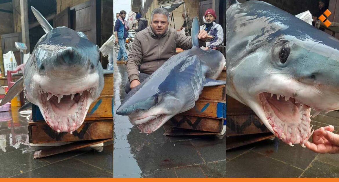 اصطياد القرش الأزرق الشرس في بانياس.. صور