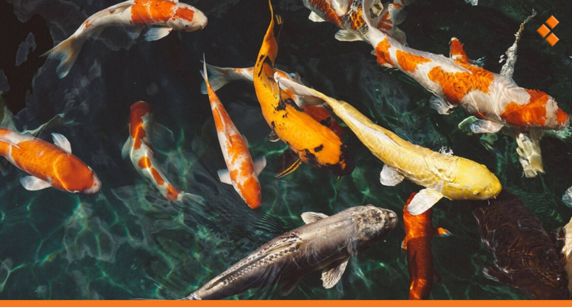 سوريا تشارك جامعات عالمية ببحث عن "جلكيات وأسماك المياه العذبة في الشرق الأوسط"