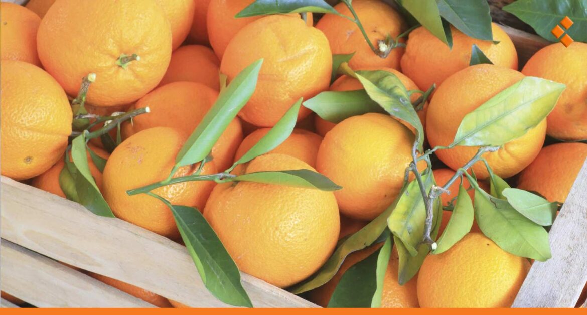 مصدر في غرفة زراعة اللاذقية: تصدير الحمضيات تأثر بنسبة 80% بعد القرار رقم 20