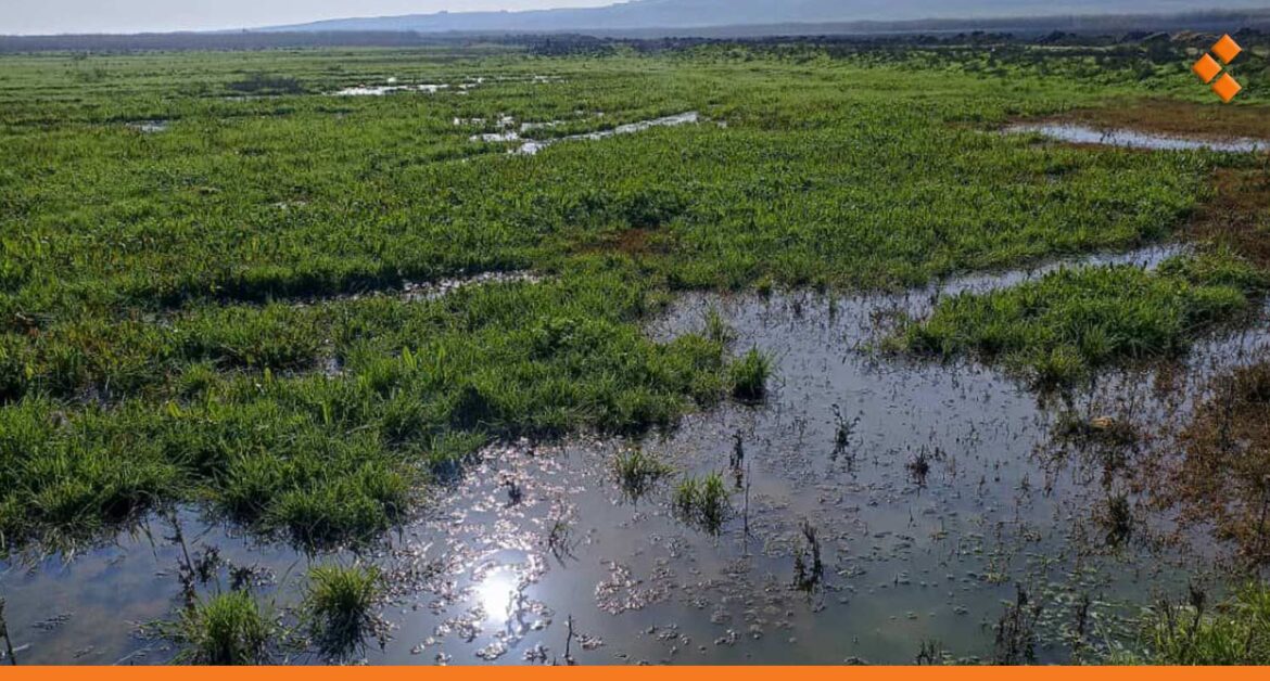 خروج 600 هكتار من أراضي القمح بريف حلب الجنوبي عن الخدمة بسبب الأمطار