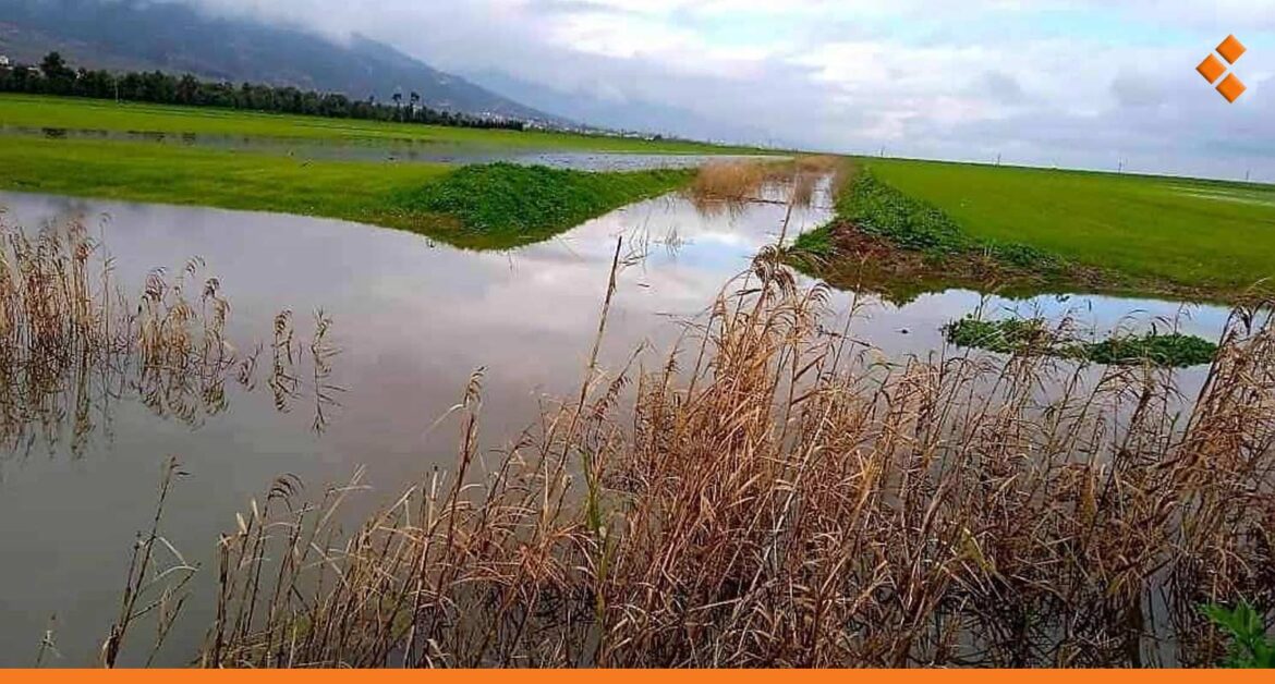 مياه الأمطار تغمر ما يقارب 1950 هكتاراً من الأراضي المزروعة بالقمح في سهل الغاب بحماة