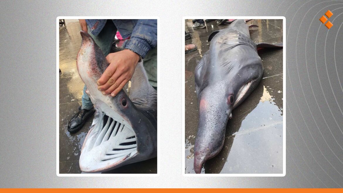 شوهد أول مرة منذ 13 عام.. ظهور قرش نادر في بانياس