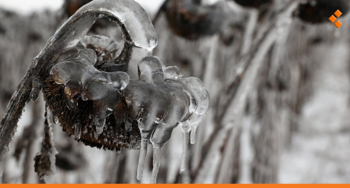 طرطوس تستعد لمواجهة الصقيع والكهرباء تجهز برنامج خاص للمزروعات