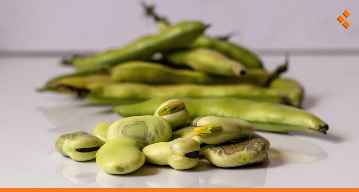 وزارة الزراعة: 3000 ل.س مكافأة لكل كيلو منتج من البقوليات