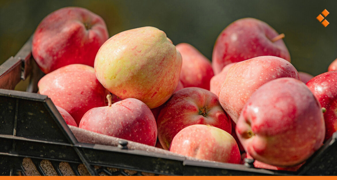 دمشق تبدأ بتصدير التفاح والإجاص لدول الخليج ولا انخفاض بأسعار الخضار حالياً