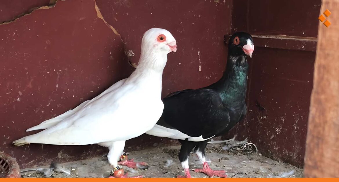 بأسعار تصل لـ 60 مليون.. تربية الحمام تجارة رابحة في سوريا والسلالة الشامية أغلاها