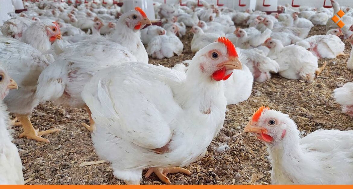 المنخفضات تسجل حالات نفوق قليلة بين قطعان الدجاج