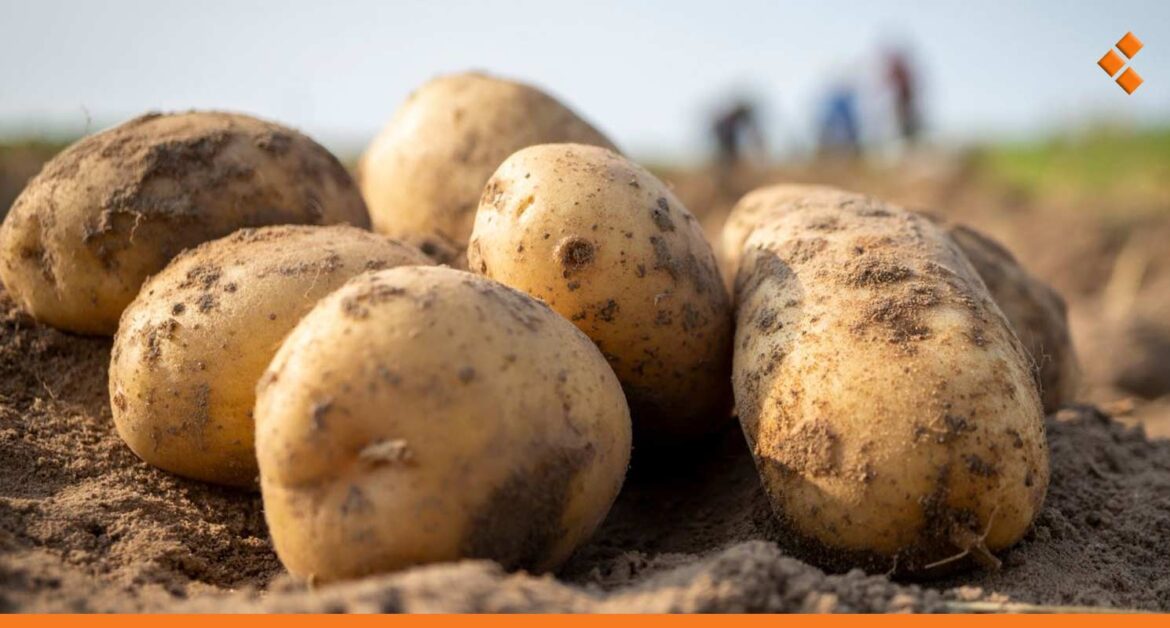 رئيس لجنة سوق الهال في حماة: سعر البطاطا قد ينخفض في حال تم استيرادها من مصر