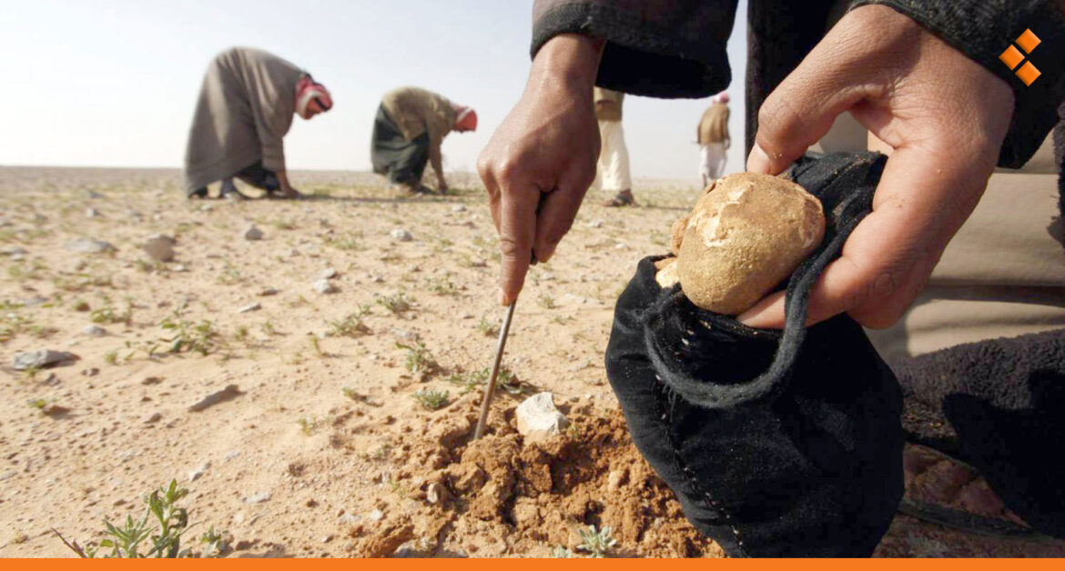 فطر الكمأة يحصد أرواح السوريين مجدداً.. أكثر من 20 مدنياً خلال يومين