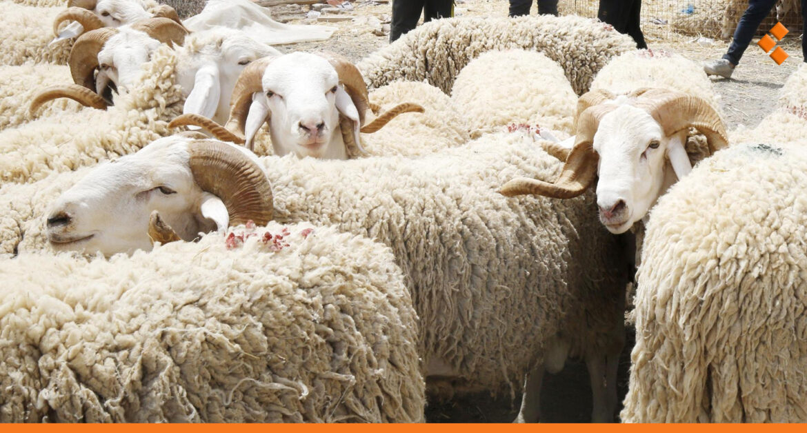 الكبش بـ 6 ملايين وقد يصل لـ 10.. ارتفاع أسعار المواشي شرقي سوريا