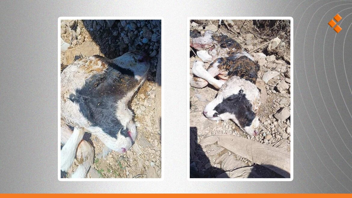 في حالة نادرة.. ولادة عجل برأسين في ريف دمشق