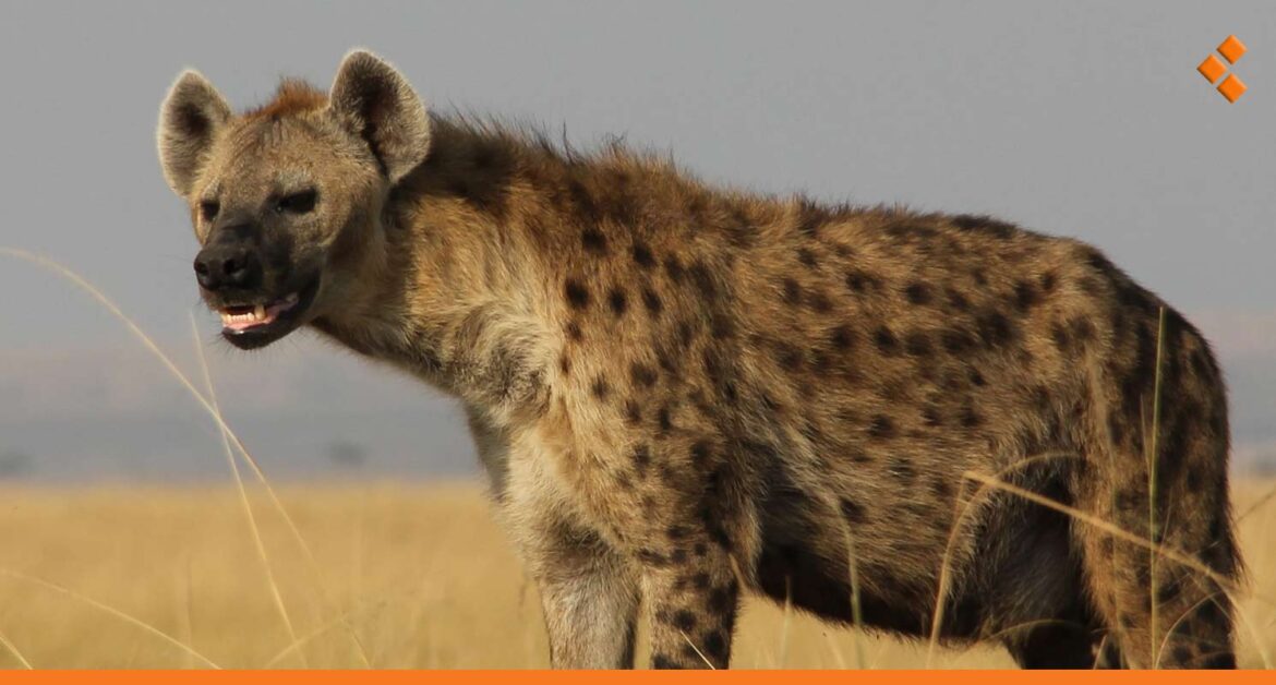 الضباع تثير الذعر بأحد أحياء اللاذقية.. والأهالي: الأصوات مرعبة ليلاً