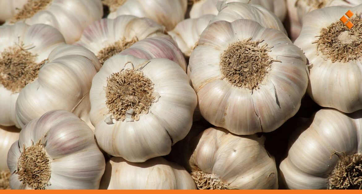 بعد أن وصل لنحو 100 ألف ليرة.. توقعات بانخفاض سعر الثوم خلال 15 يوماً