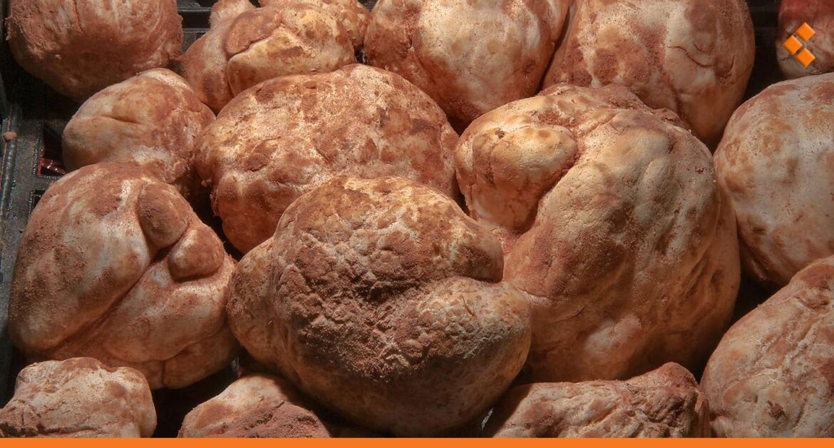 الكمأة السورية تصل إلى السعودية ودول الخليج