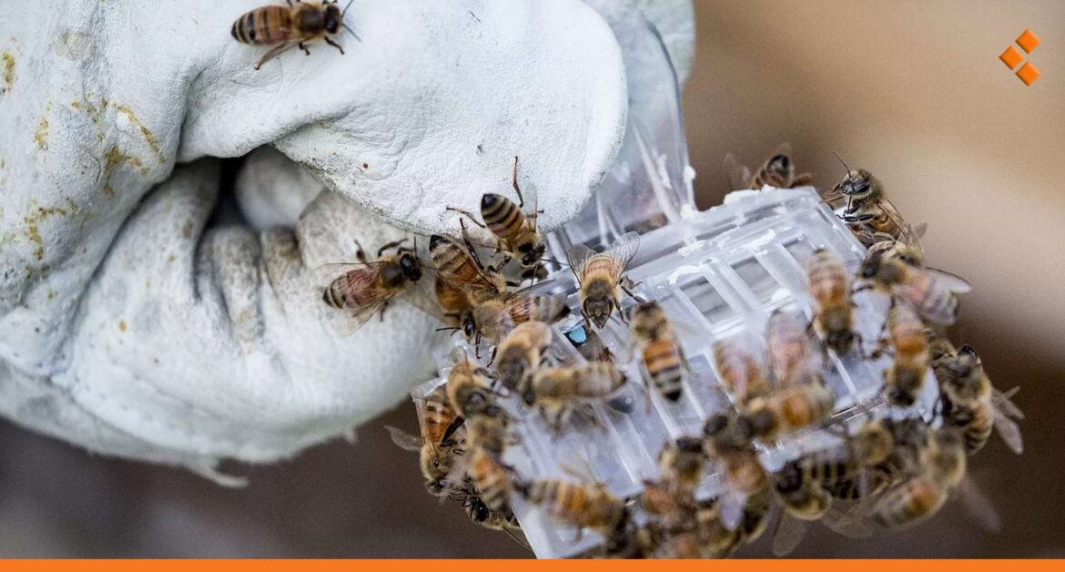 بعد تحديد محمية له في اللاذقية.. إطلاق مشروع لتأصيل النحل السوري