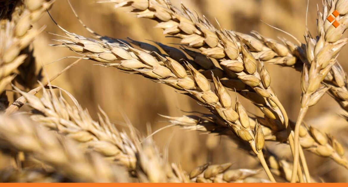 عزوف فلاحين من غوطة دمشق عن زراعة القمح.. وفي حماة نسبة زراعته تصل لـ 80 %