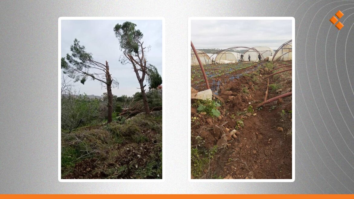 تنينان بحريان يتسببان بأضرار زراعية في ريف طرطوس