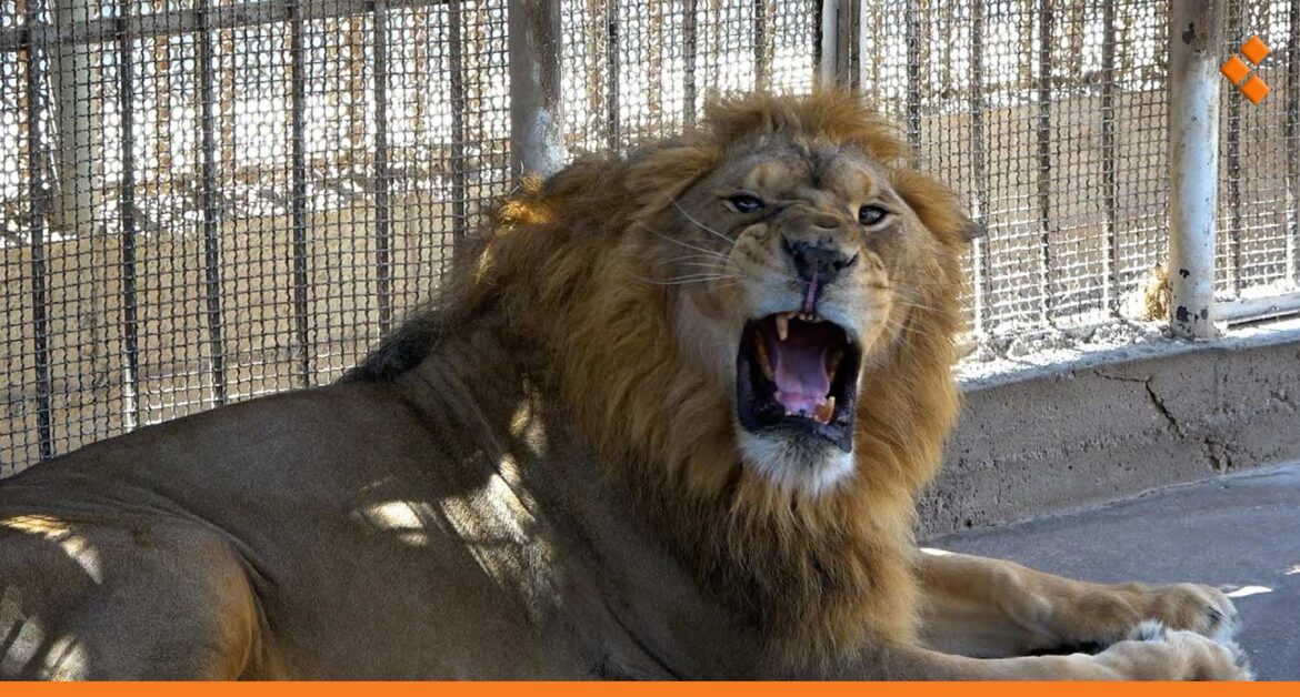 إضافة حيوانات جديدة لها.. حديقة العدوي في الخدمة أول أيام عيد الفطر