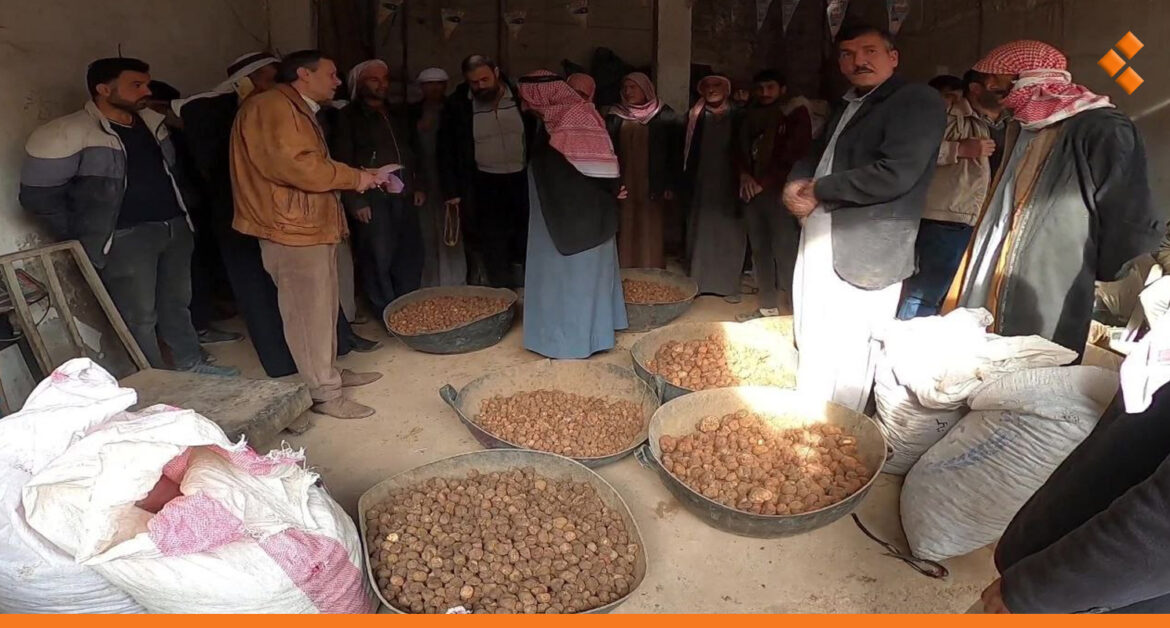 على الرغم من المخاطر.. موسم وفير لفطر الكمأة في أسواق مدينة الحسكة