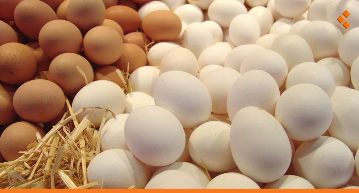 انخفاض سعر صحن البيض عما كان عليه قبل شهر رمضان