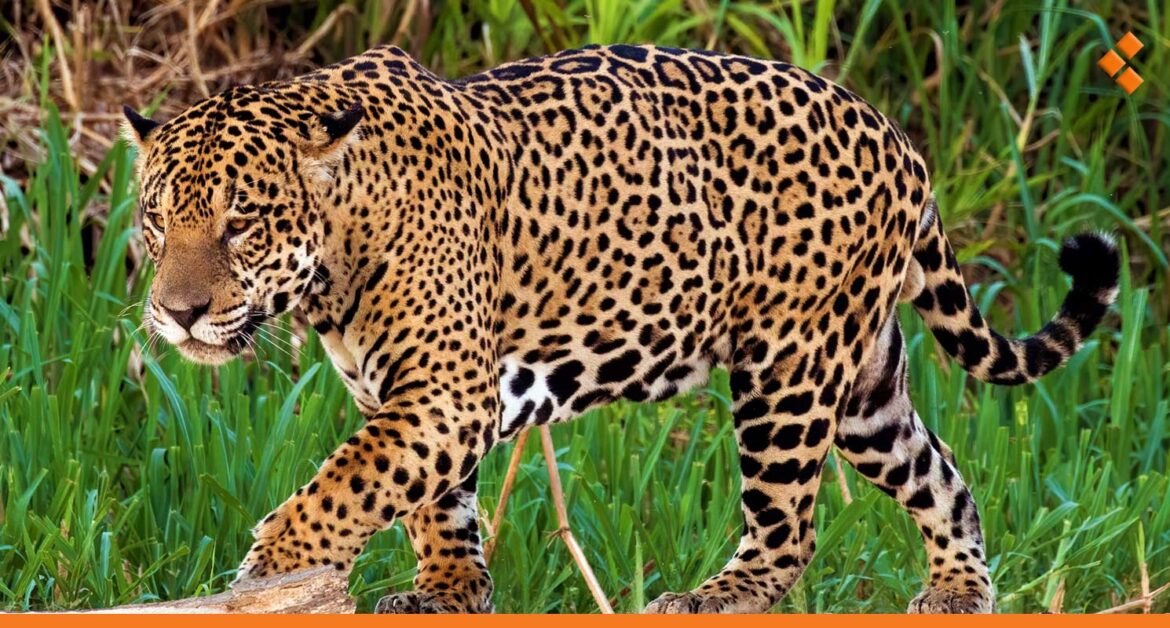 ما هي الحيوانات الجديدة التي ستدخل حديقة العدوي بدمشق؟