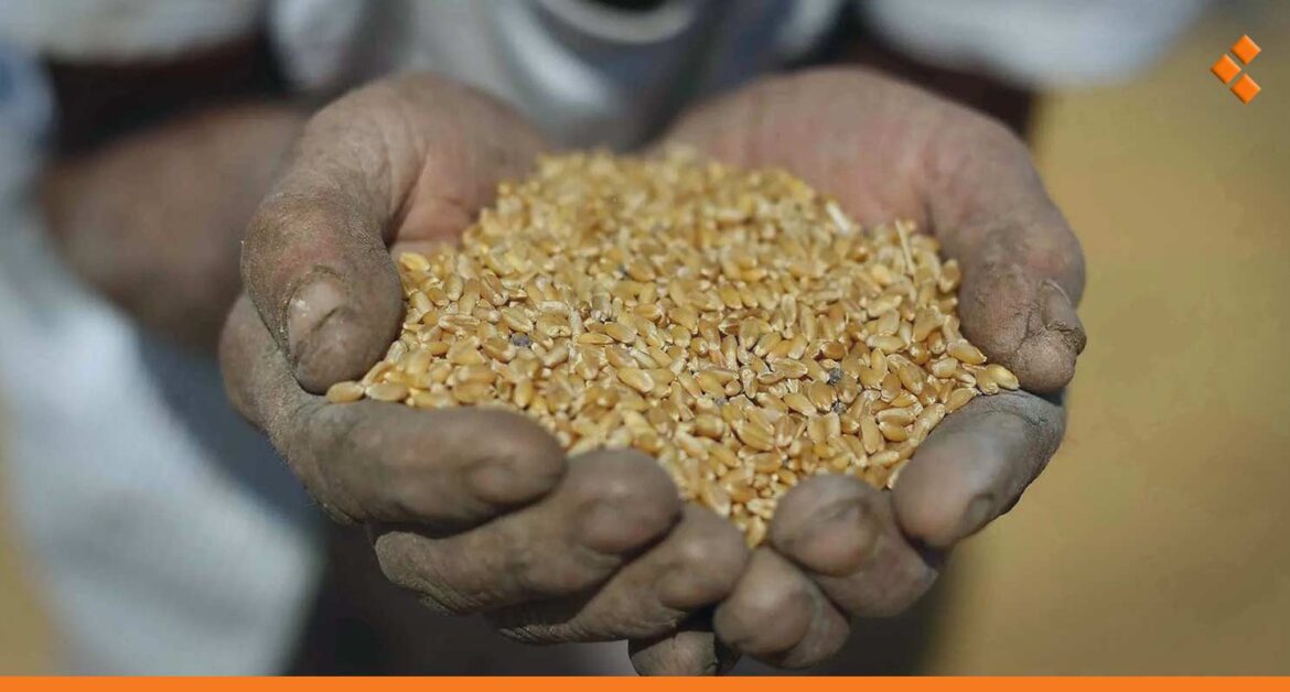 قمح دير الزور.. إصابات المحصول بحشرة "السونة" تتعدى العتبة الاقتصادية