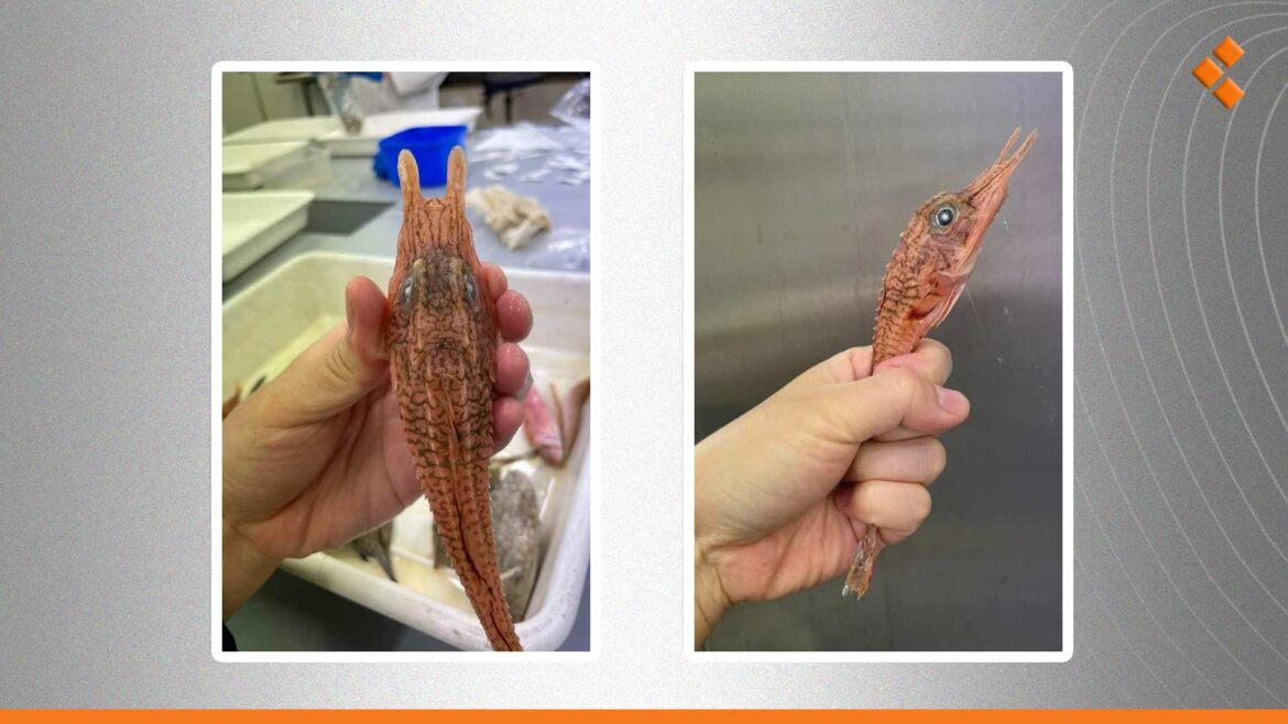 أسماك غير اقتصادية تظهر في شباك الصيادين عرضياً.. هل تصلح للأكل؟