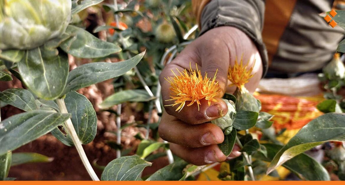 زراعة "ريش العصفر" تحقق أرباحاً عالية.. توقعات بوصول الطن لـ 17 ألف دولار شمال سوريا