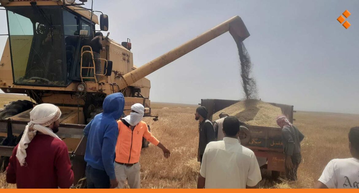 حصاد الشعير بدأ.. فلاحون يتخوفون من الأمطار الربيعية وعواصف البرد