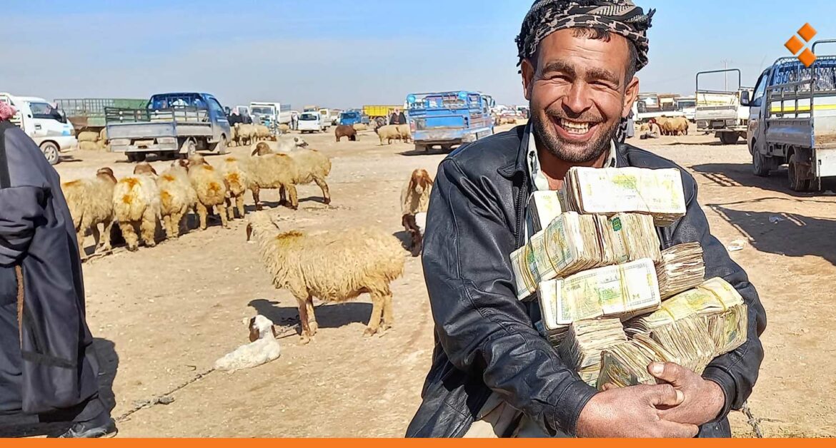 كبش يباع بـ 222 مليون ل.س وآخر وصل لـ 300 مليون.. ماذا يحدث في سوق المواشي بالرقة؟
