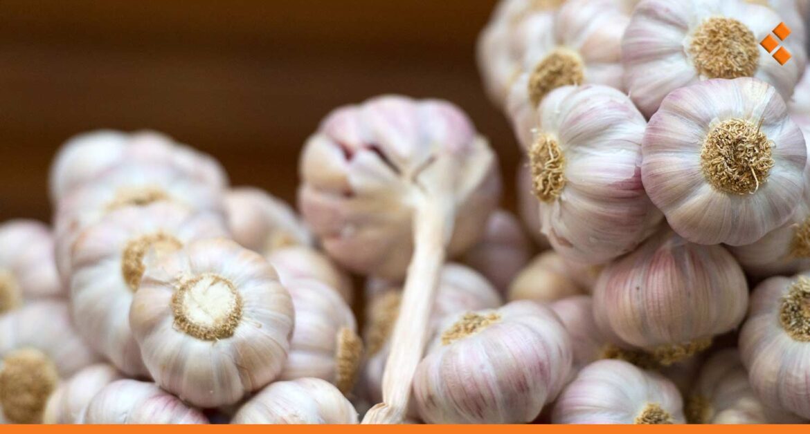 التخوف من ارتفاع أسعار الثوم في طرطوس يدفع الناس لتخزينه