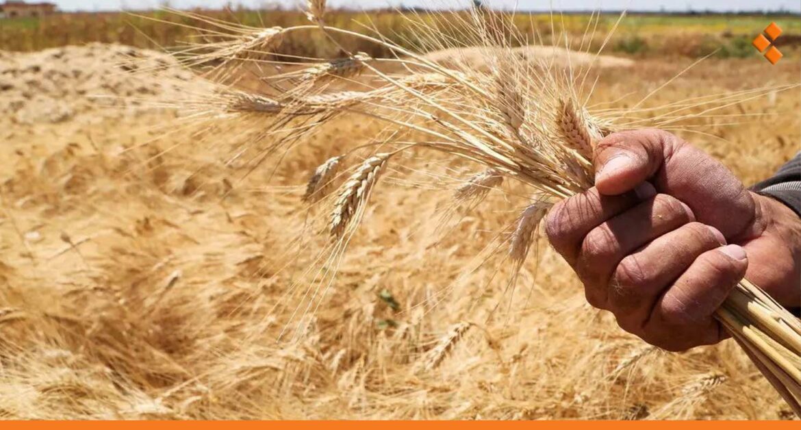 التسعيرة الحالية تناسب الإنتاج العالي فقط.. خبير يطالب بتسعير القمح وفق السعر العالمي