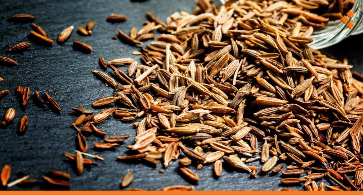 الكمون يبدأ موسمه بأكثر من 100 مليون للطن.. لماذا لا تعتبر زراعة استراتيجية في سوريا؟