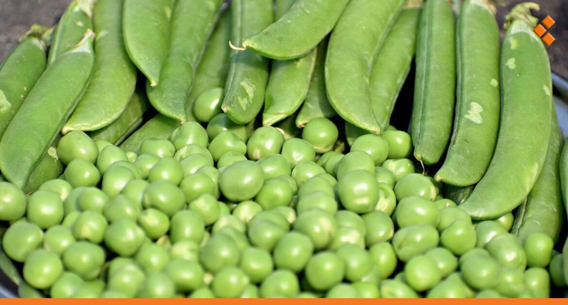 البازلاء والفول في أسواق دمشق يرتفعان الضعف عن سعرهما في سوق الهال!