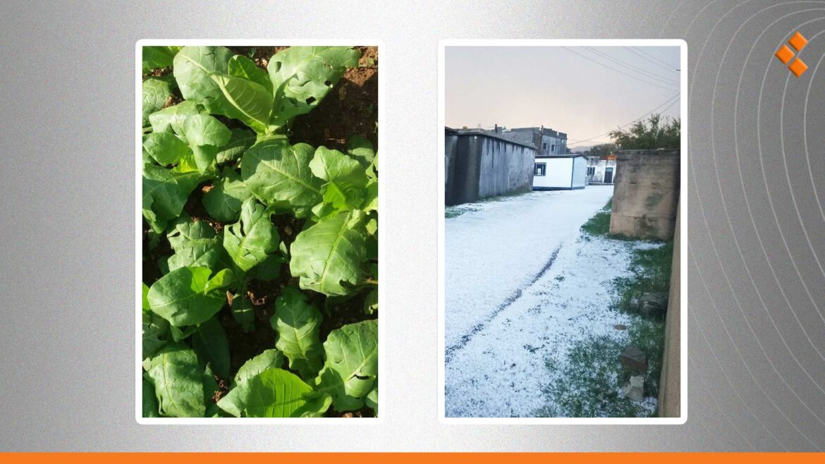 حبات البرد تلحق أضراراً بالمحاصيل الزراعية في اللاذقية