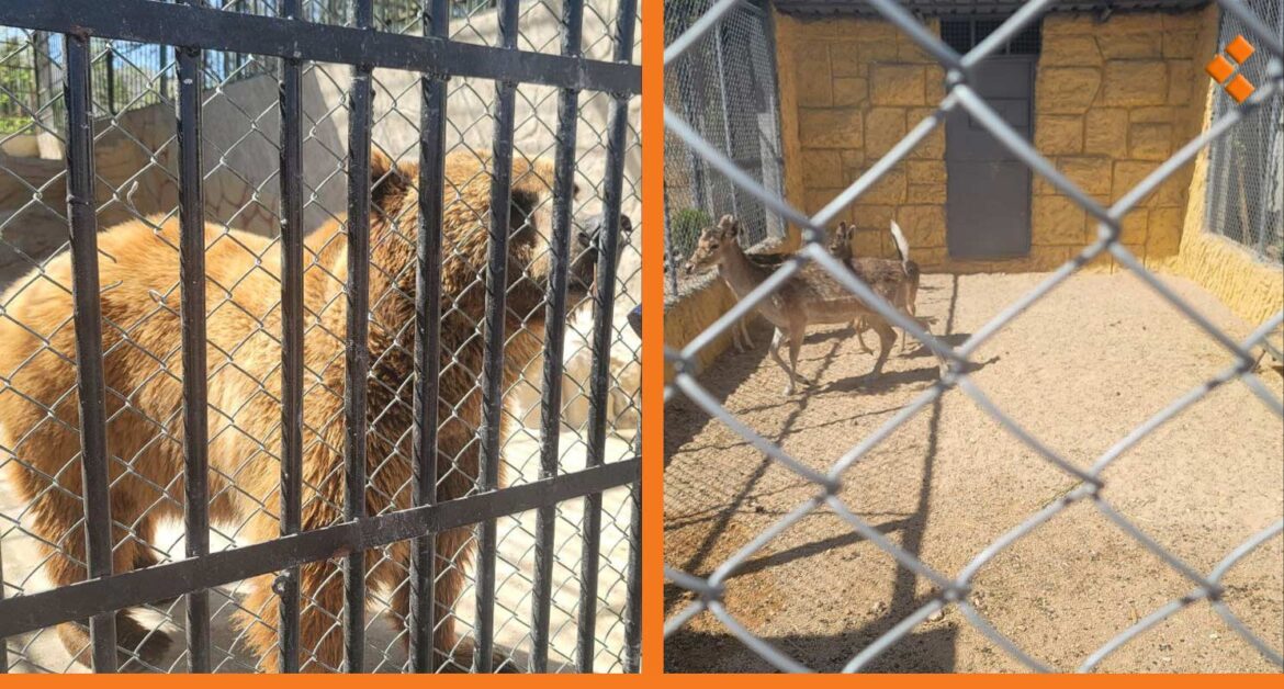 6000 زائر حتى اللحظة.. حديقة العدوي بدمشق تفتح أبوابها برسم دخول رمزي