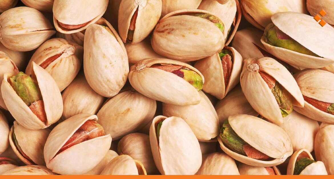 حشرات تهدد الفستق الحلبي في حماة.. ومكافأة مالية لمن يجمع حشرة "الكابنودس"