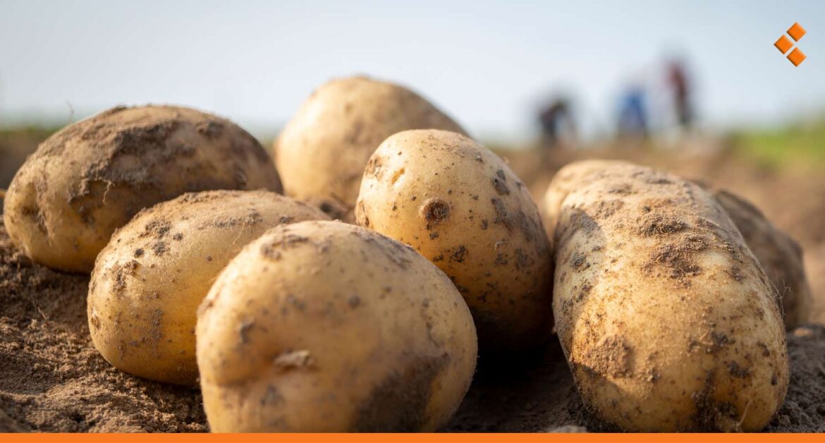 بعد وصول أطنان منها إلى سوريا.. أين اختفت البطاطا المصرية؟