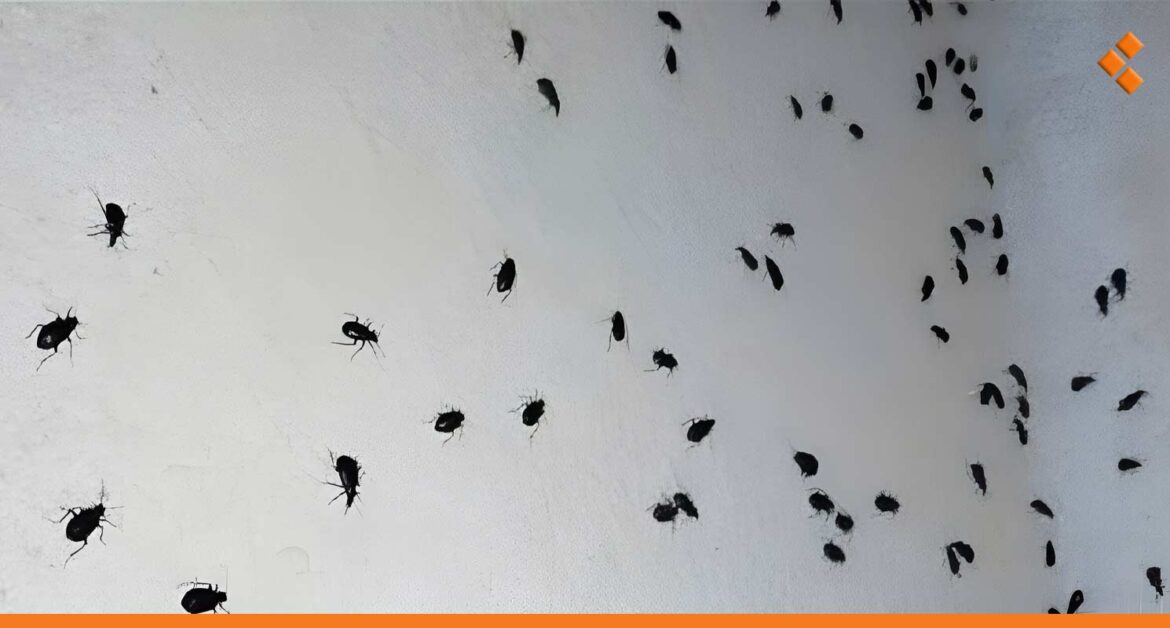 أصحاب المنازل العربية في دمشق القديمة يشكون انتشار الخنافس