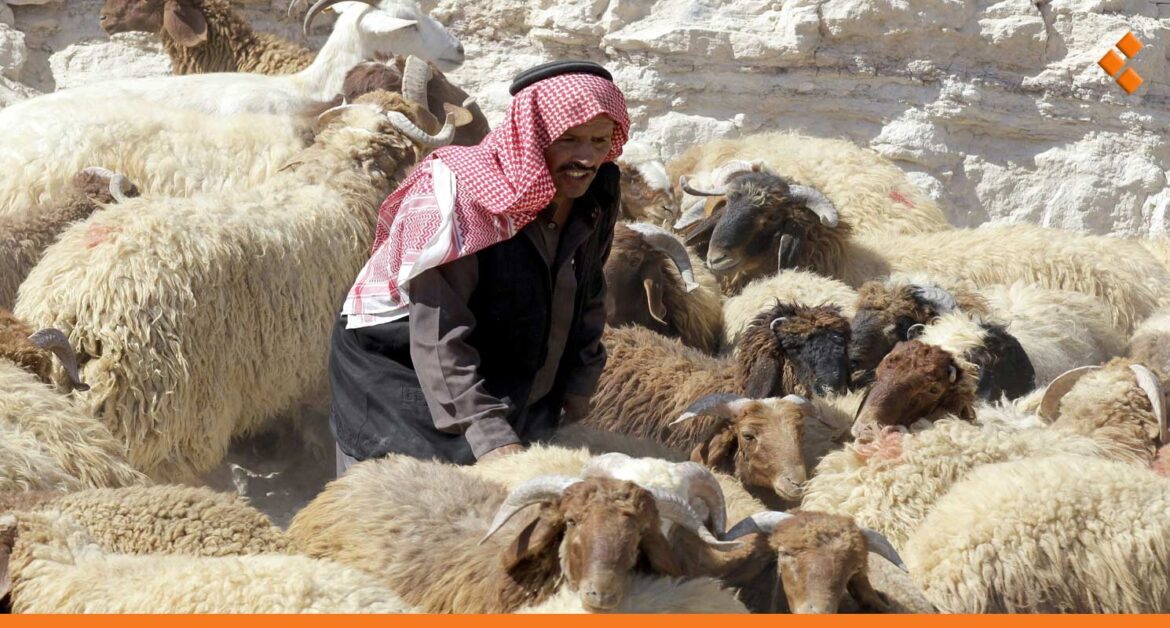 البدء بتصدير الأغنام من سوريا.. جمعية لحامي دمشق: لا مبشرات بانخفاض الأسعار
