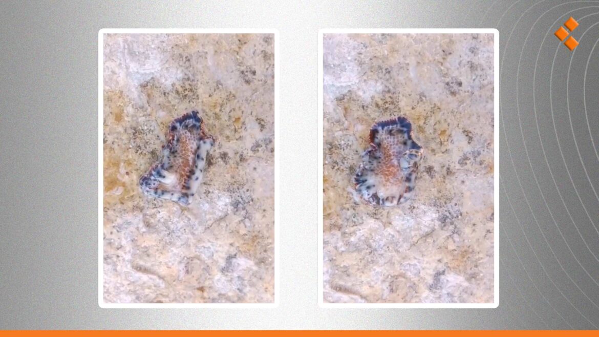 للمرة الأولى في سوريا.. رصد كائن بحري في طرطوس غير موصف عالمياً حتى الآن