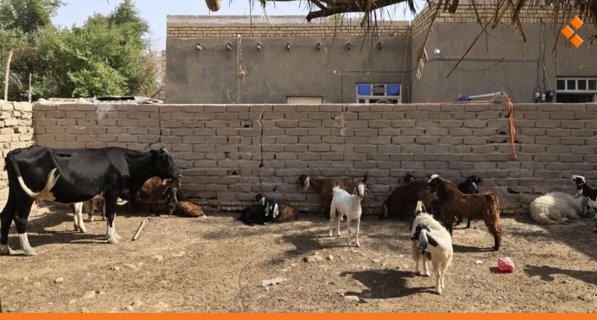 وزارة الزراعة: انخفاض أعداد الأغنام 30% والأبقار 40% نتيجة التهريب وغلاء مستلزمات التربية