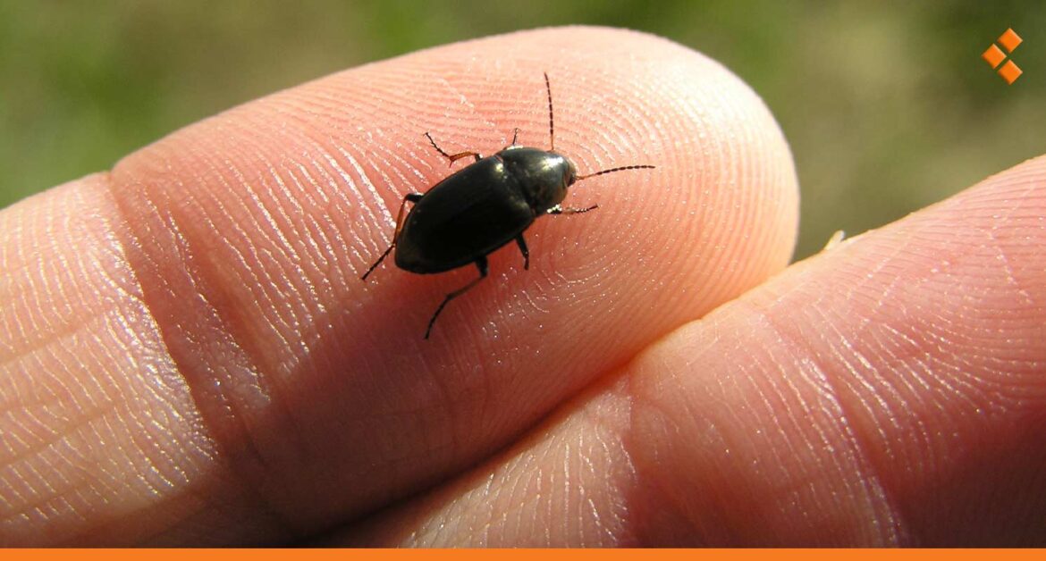 مصدر بزراعة حمص: أحد أسباب دخول الخنافس للمدن هو الحرائق في موطنها الأصلي