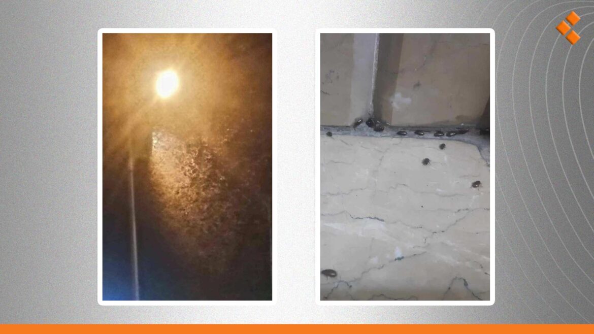 الحشرات تقتحم منازل حماة.. مجلس المدينة: المبيدات الفعالة عليها حظر اقتصادي